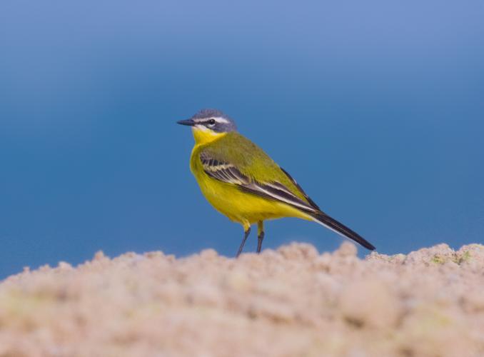 Yellow wagtail.jpg © Andreas Trepte