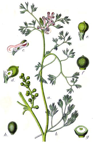 Fumaria parviflora Sturm48.jpg © Johann Georg Sturm (Painter: Jacob Sturm)