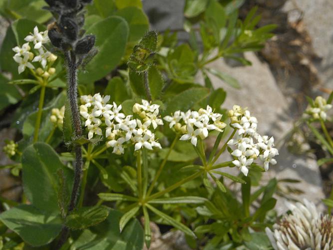 Rubiaceae - Galium cfr. anisophyllon.jpg © Hectonichus