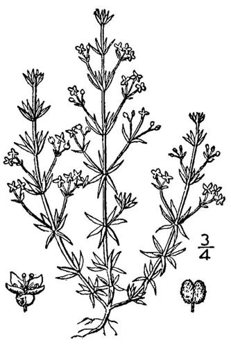 Galium parisiense BB-1913.jpg © Britton, N.L., and A. Brown.
