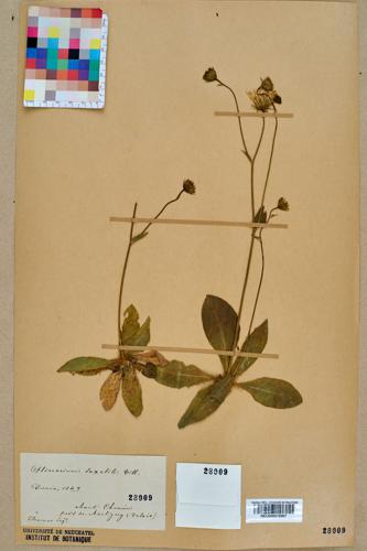 Neuchâtel Herbarium - Hieracium lawsonii - NEU000015667.jpg © Neuchâtel Herbarium