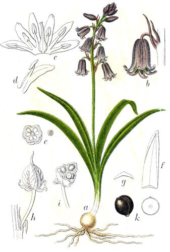 Hyacinthoides non-scripta Sturm39.jpg © Johann Georg Sturm (Painter: Jacob Sturm)