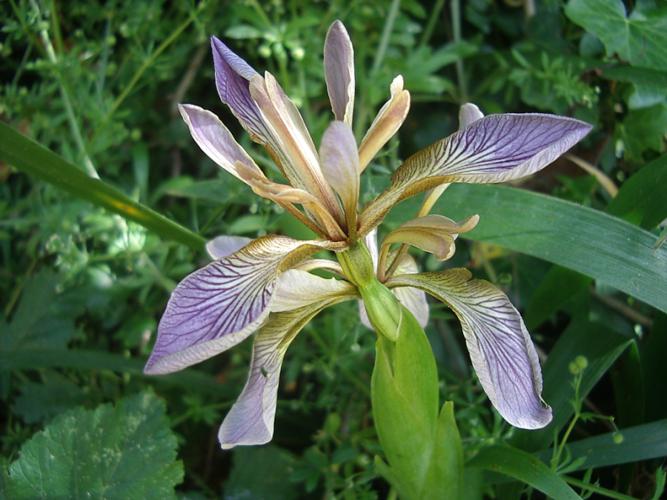 Iris foetidissima PaR.JPG © Jymm
