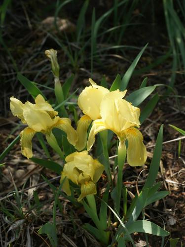 Iris lutescens (yellow form).jpg © (Hans Hillewaert)