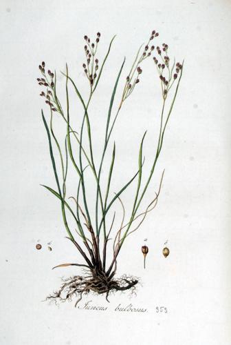 Juncus bulbosus — Flora Batava — Volume v5.jpg © Commons