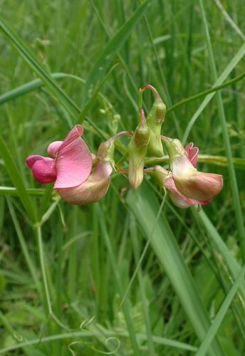 Lathyrus sylvestris1.jpg © Jeffdelonge at French Wikipedia