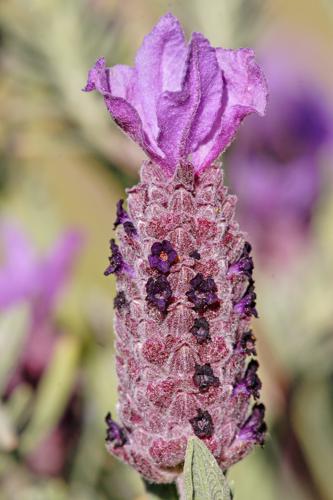 Topped lavendar flowerhead.jpg © Commons