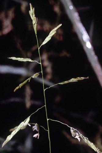 Leersia oryzoides NRCS-1.jpg © Robert H. Mohlenbrock