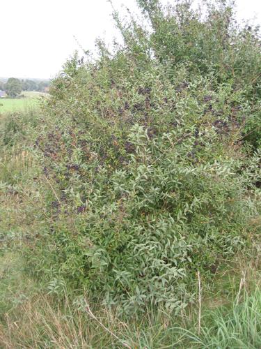 Wilde liguster (Ligustrum vulgare).jpg © Rasbak