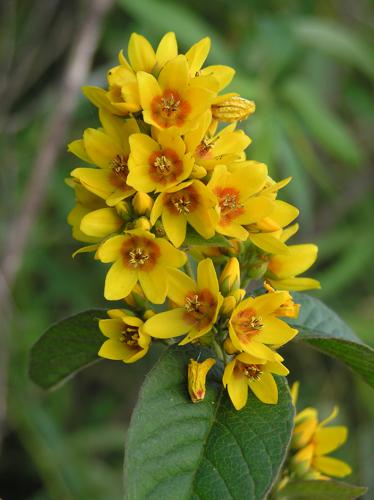 Lysimachia vulgaris (flowers) 2.jpg © Le.Loup.Gris