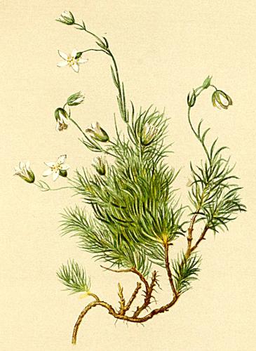 Minuartia recurva Atlas Alpenflora.jpg © Anton Hartinger