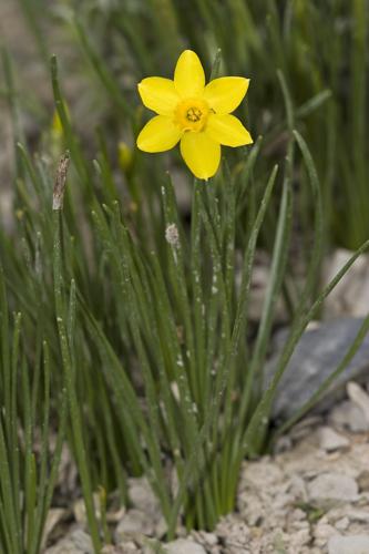 Narcissus.requienii.7104.jpg © Commons