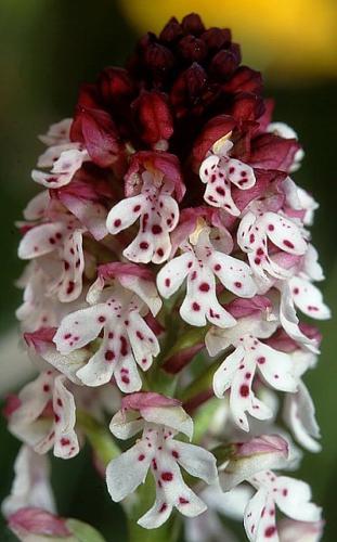 Orchis ustulata wiki mg-k02.jpg © Commons