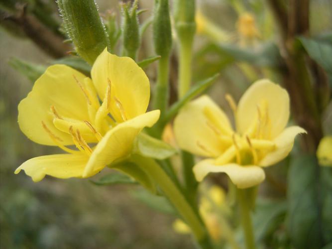 Oenothera parviflora close up flower.jpg © No machine-readable author provided. TeunSpaans assumed (based on copyright claims).