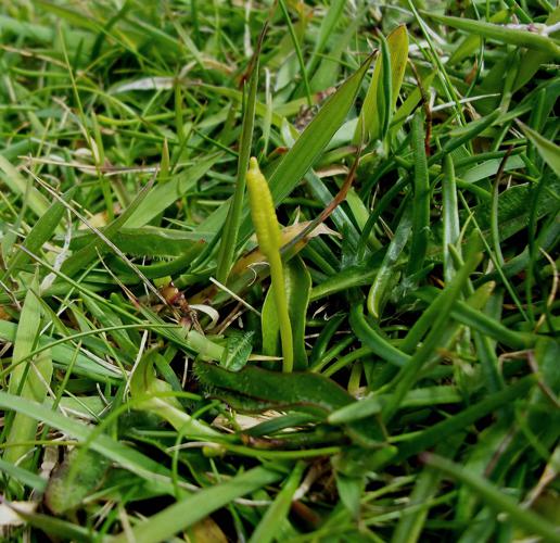 Ophioglossum azoricum.jpg © Wolffia