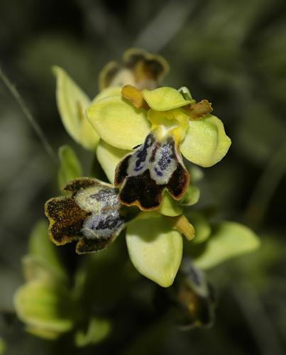 Ophrys lupercalis 3.jpg © Hans Hillewaert