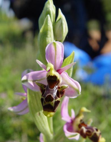 Ophrys scolopax ssp scolopax b.JPG © Commons