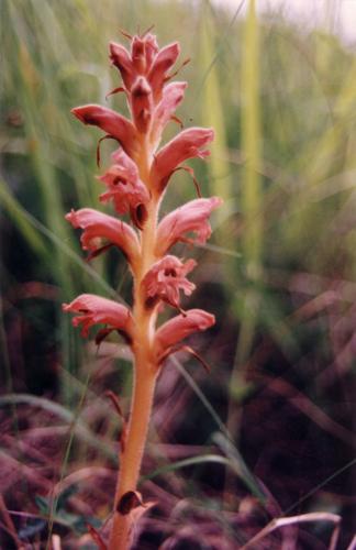 Orobanche teucrii.jpg © Commons
