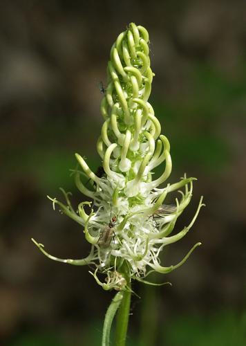 Phyteuma spicata 280504.jpg © Commons