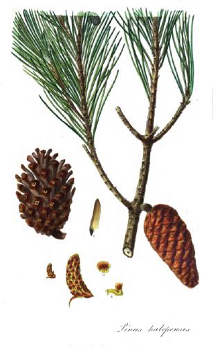 Pinus halepensis1.jpg © Aylmer Bourke Lambert (1761—1842)