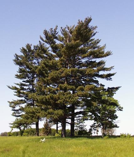 Pinus strobus trees.jpg © US FWS