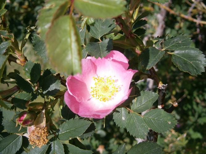 Rosa vosagiaca01.jpg © Meneerke bloem