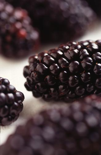 Black Butte blackberry.jpg © Scott Bauer, USDA ARS