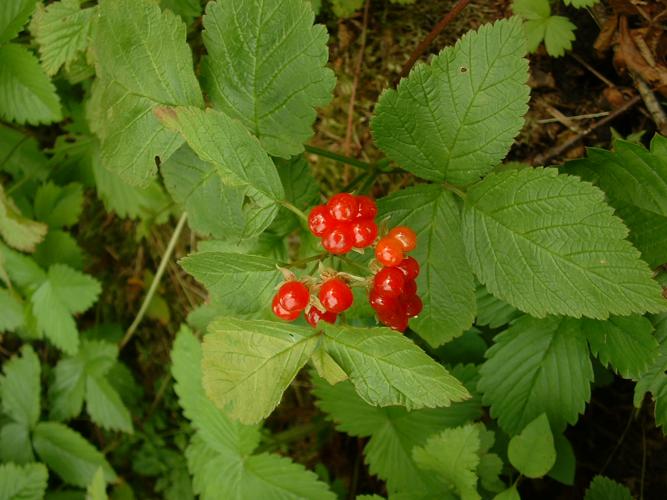 Rubus saxatilis02.jpg © No machine-readable author provided. Jeffdelonge assumed (based on copyright claims).