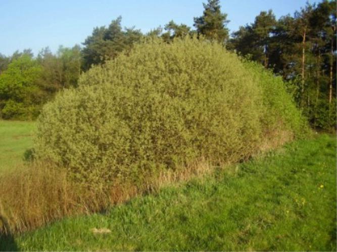 Salix cinerea Habitus in spring Germany.jpg © BCB