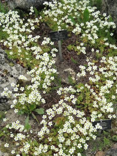 Saxifraga hypnoides - Botanischer Garten Freiburg - DSC06423.jpg © Daderot