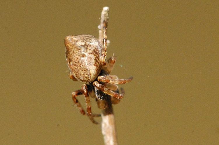 Cyclosa.conica.male.spiderling.jpg © James K. Lindsey