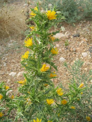 Scolymus hispanicus.jpg © en:User:Iorsh