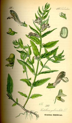 Illustration Scutellaria galericulata0.jpg © Commons