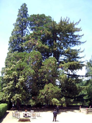 Sequoia del Noguer, Viladrau (Sequoiadendron giganteum).jpg © friviere