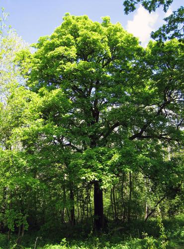 Sorbus torminalis Full tree.jpg © Andrew Dunn