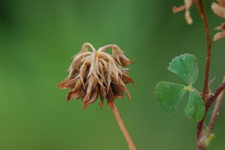 Trifolium nigrescens Monacia Corse.JPG © Pancrat