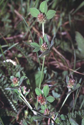 Trifolium striatum1 eF.jpg © Commons