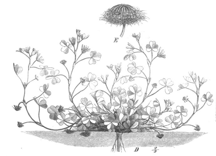 Trifolium subterraneum Taub113c.png © Paul Hermann Wilhelm Taubert (1862-1897)