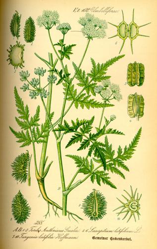 Illustration Turgenia latifolia0.jpg © Commons