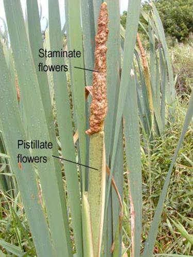 Typha flwrs.jpg © Photographed by Eric Guinther (Marshman at en.wikipedia) in Hawaii.