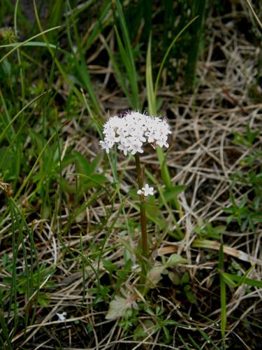 Valeriana dioica (male) 001.jpg © Meneerke bloem
