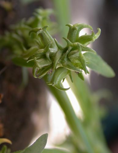 Valerianella echinata 1.jpg © Gideon Pisanty (Gidip)