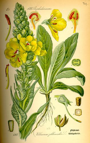 Illustration Verbascum phlomoides0.jpg © Commons
