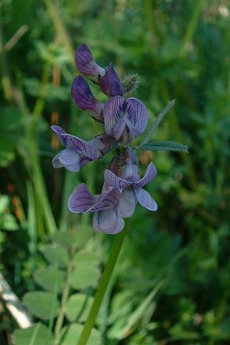 Vicia sepium1.jpg © Jeffdelonge at French Wikipedia
