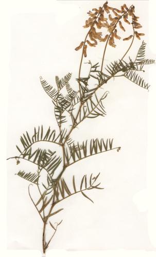 Vicia tenuifolia Herbar.jpg © Commons