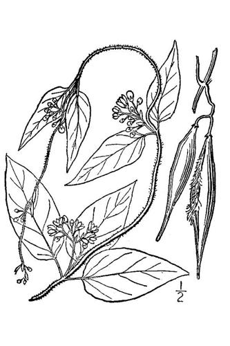 Cynanchum louiseae illustration.jpg © Part of a work by Britton, N.L., and A. Brown