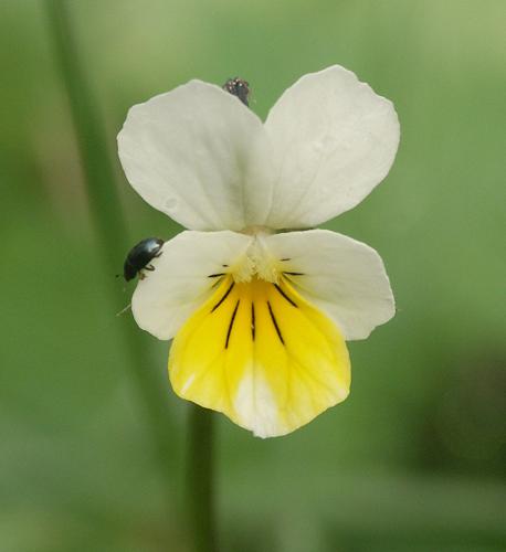 Viola arvensis 160405.jpg © Bernd Haynold
