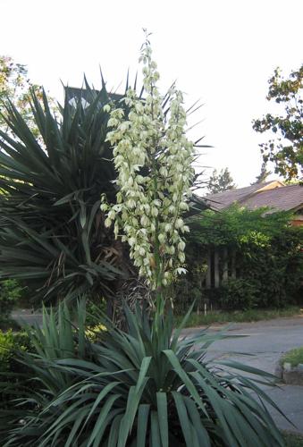 Yucca gloriosa 10.JPG © Penarc