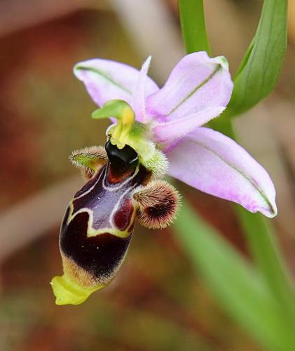 Ophrys scolopax 001.jpg © Luis nunes alberto