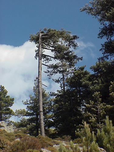 Pinus nigra subsp. laricio.jpg © Commons